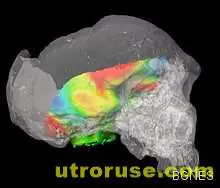 Учени "отгледаха" миниатюрни мозъци в лаборатория 