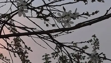 Вишни и череши масово цъфтят в Червена вода