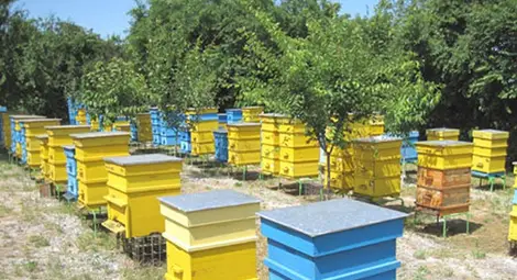 Русенец изобрети нов тип пчелни кошери на мобилна платформа Русенец изобрети нов тип пчелни кошери на мобилна платформа