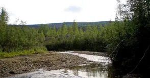 Треска за злато!