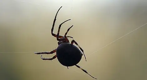 Паяк променя цвета на тялото си Паяк променя цвета на тялото си