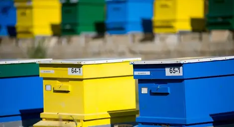 Слагат идентификационни  табели на кошерите