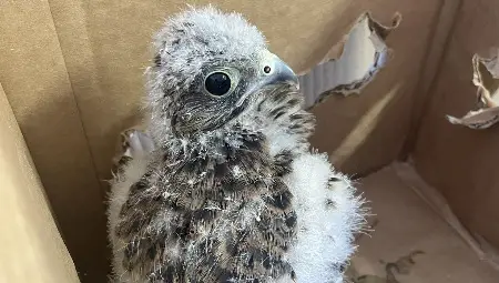 Черношипа ветрушка (Falco tinnunculus), Чухал (Otus scops) и Селски лястовици (Hirundo rustica). Снимка: РИОСВ-Русе
