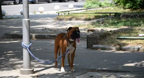 Момиче с куче напада магазини минути след присъда за хулиганство
