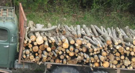 Три акта за нарушения  наложиха горските от Русе