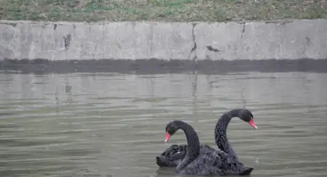 Двойка черни лебеди радват Благоевград /галерия/