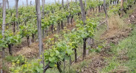 До 26 май приемат заявления  за конверсия на лозя