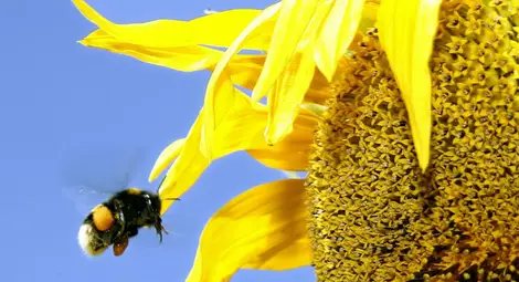 ООН: Загубата на биоразнообразие – тежка заплаха за изхранването по света ООН: Загубата на биоразнообразие – тежка заплаха за изхранването по света