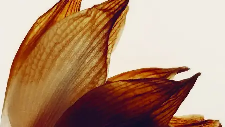 Изложба в Екомузея в Русе показва саговата палма на Ууд - най-самотното растение в света