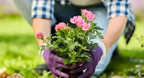 "Медика" кани русенци заедно да създадат Градинка с посвещения "Медика" кани русенци заедно да създадат Градинка с посвещения