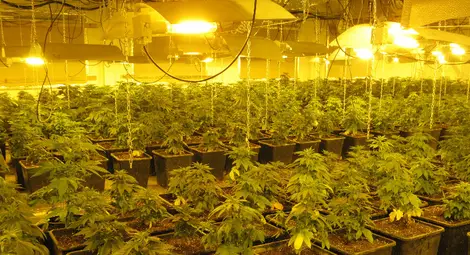 И вторият обвиняем за най-модерната откривана в Русенско наркооранжерия влезе в ареста /галерия/