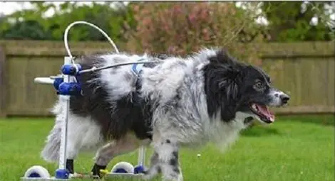 Невероятната история на Джошуа, намерен на пътя в България