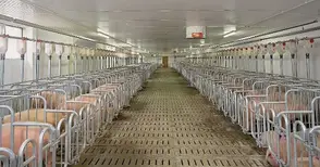 „Свинекомплекс Голямо Враново“ изкарва пари и от най-проблемните отпадъци