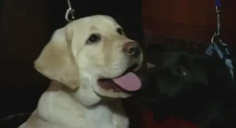 Тайландски фирми позволяват на служителите да ходят на работа с кучетата си