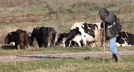 Животновъдите получиха още 30 милиона лева