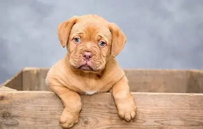 Микрочиповете за домашни кучета стават задължителни