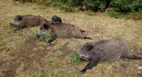 Ловците ще загробват отстреляните диви прасета, за да не излиза африканската чума от гората