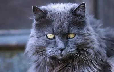 Учени обясняват защо хората страдат от алергия към котки