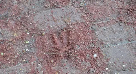 Красивите декоративни плочки пред  библиотеката станаха на цветна сол