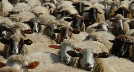 Увеличават се огнищата на "син език" в страната