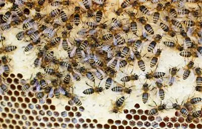 Пчелите в България се стопиха наполовина за 3 години Пчелите в България се стопиха наполовина за 3 години