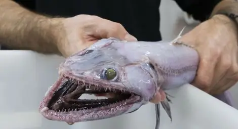 Зъбато "чудовище" е най-дълбоководният съвременен хищник