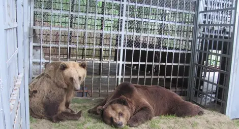 Бойка и Станди няма да заспят зимен сън далеч от родния Липник