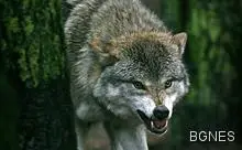 Състезателка в Сочи засне вълк в кордидора на хотела /видео/