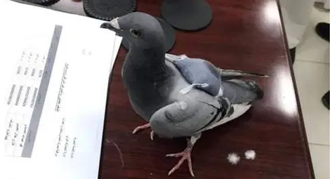 Заловиха гълъб-наркотрафикант в Кувейт 