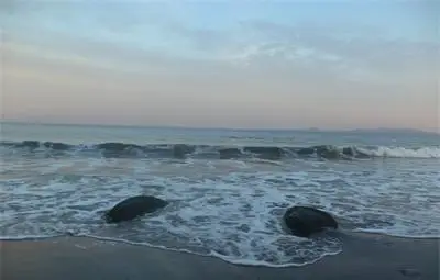 Гигантските миди на плажа в Бургас се оказаха...гумени тръби от обходен канал Гигантските миди на плажа в Бургас се оказаха...гумени тръби от обходен канал