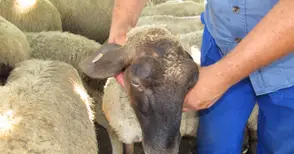 Животновъди протестираха пред агроминистерството