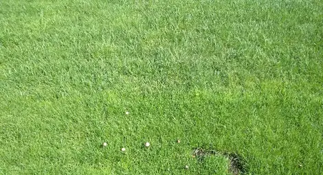 Гъби никнат на Градския стадион преди старта на сезона в Първа лига