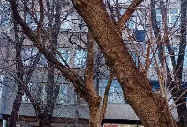 Граждански сигнал: Опасен орех дебне пешеходци, автомобили и тролеи на бул. "Цар Освободител" в Русе, трагедия ли чакаме?