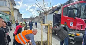 С над 30 нови дървета е облагородена централната улица в Ябланица