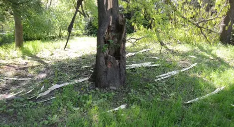 Светкавица прекърши дърво в русенския Парк на младежта /галерия/
