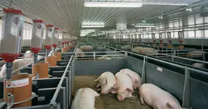 Ниските изкупни цени повишават загубите в свинекомплекса в Николово