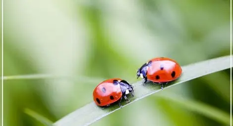 Какво означава да сънуваме калинки?