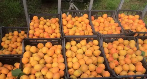 Равносметка: Добивът на кайсии е с 50% над миналогодишния Равносметка: Добивът на кайсии е с 50% над миналогодишния