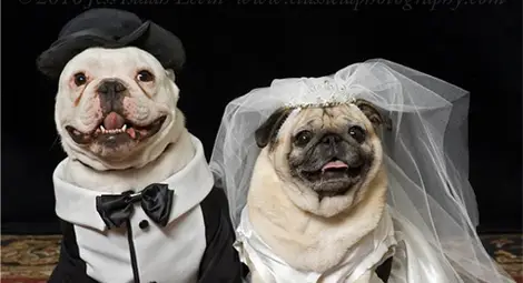 Кучета минаха под венчило, булката с рокля за 2000 долара