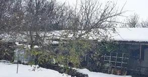 Ябълка от Божичен не стигна финала на „Дърво с корен“, но трогна организаторите