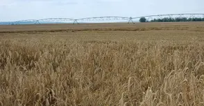 Системи за изкуствен дъжд  са новият хит в земеделието