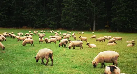 Пускат на търг над 3200 декара пасища