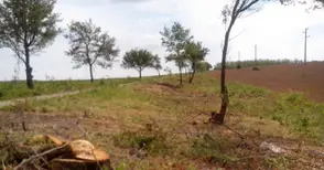 Незаконна сеч погуби гнезда на авлиги