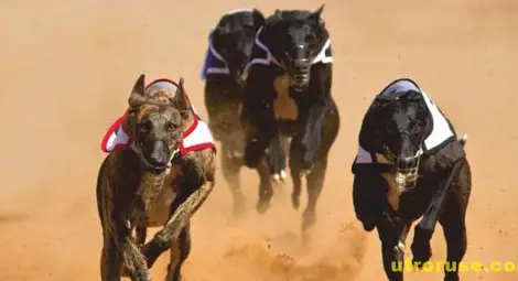 Изобилие от печалби от гонки в "Еврофутбол" 