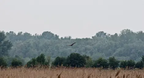Защитената местност &bdquo;Калимок-Бръшлен&ldquo; е едно от най-важните местообитания за много растителни и животински видове в региона.