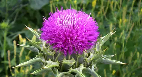 Здраве от бял трън с русенска марка пътува по целия свят