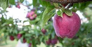 Изложение &bdquo;Дунавски овощари 2023&ldquo; готви изненади за посетителите