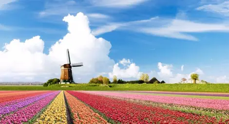 Холандия дава временно убежище на турски офицери