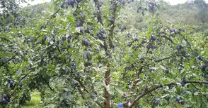 Овощари учредяват регионален съюз