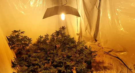 Три реколти марихуана отгледали баща и син в домашна оранжерия